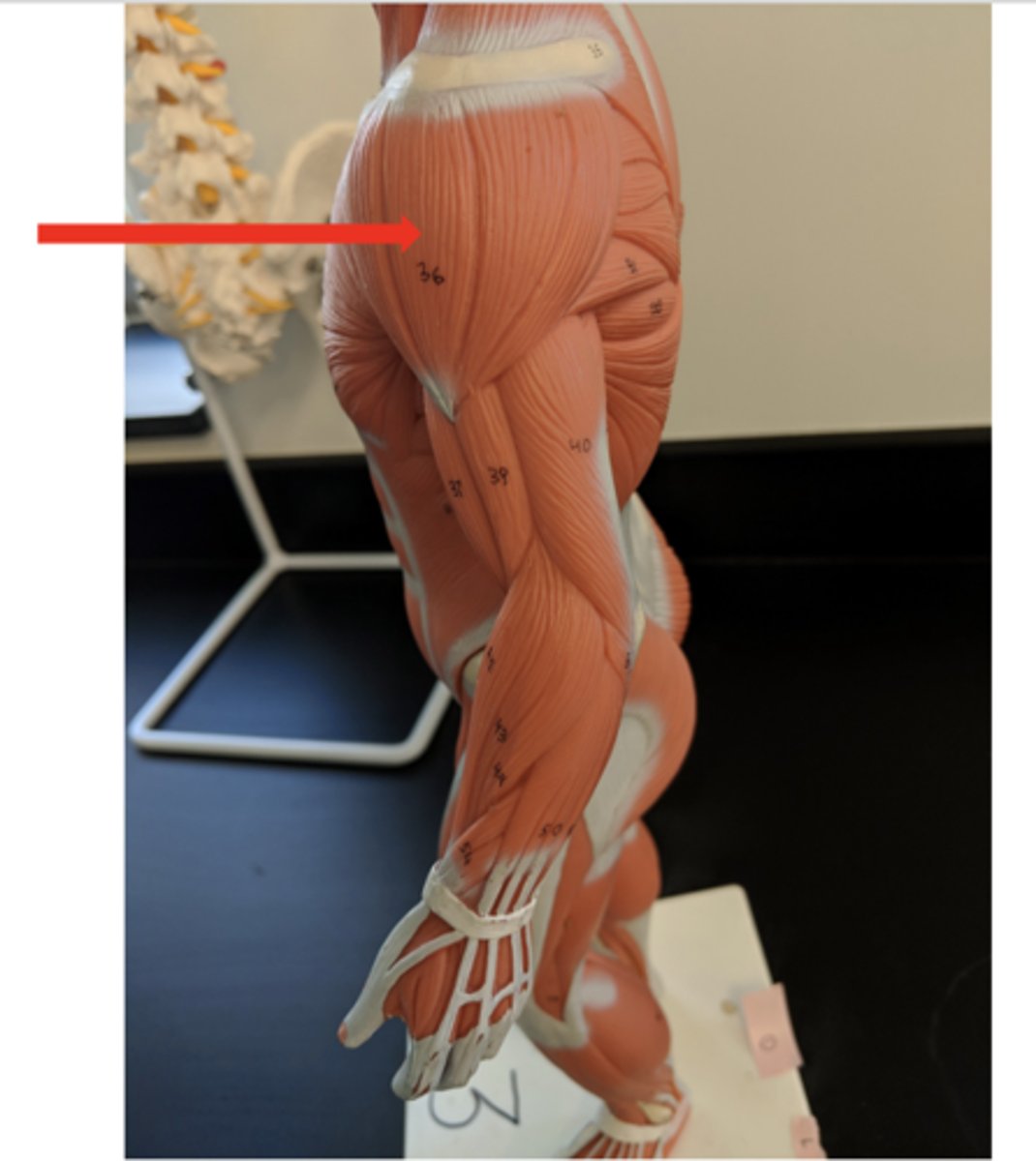 <p>what is this?</p>