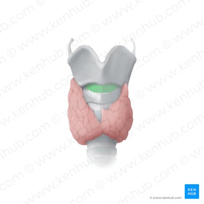 <p>Ligament between cricoid and thyroid, where a cricothyrotomy would be performed</p>