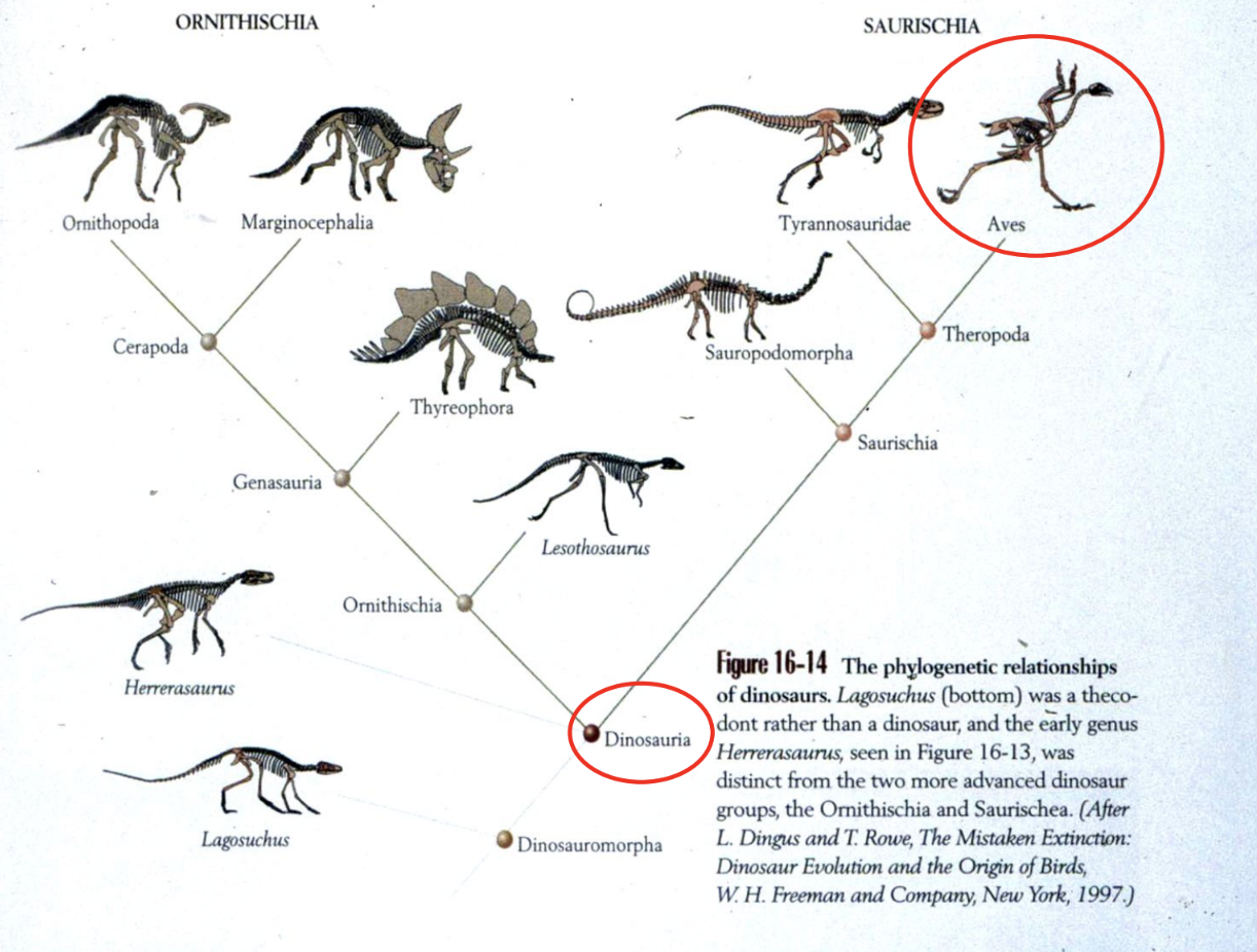 <p>Dinosaurs</p>