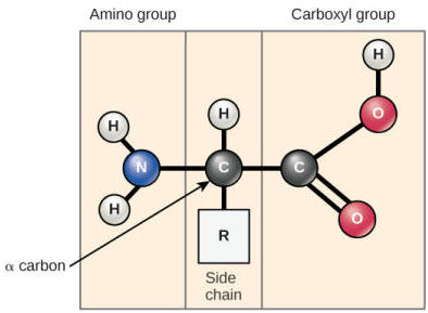 <p>Amino acids have a central carbon atom attached to an amino group, carboxyl group, hydrogen atom, and a variable R group. The R group determines the specific properties of each amino acid. </p>
