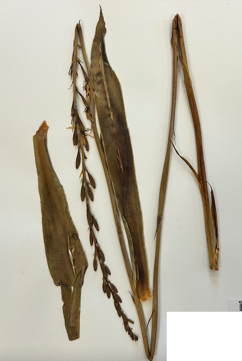 <p>Order? Family?</p>