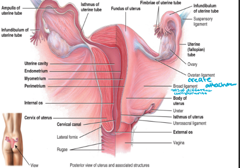 <ol><li><p>mesovarium: suspends the ovary between the uterus (medial) and the pelvic wall (lateral)</p></li><li><p>suspensory ligament: anchors the ovary to the pelvic wall</p></li><li><p>the ovarian ligament: attaches the ovary to the uterus</p><ul><li><p>1 and 2 are part of the broad ligament</p><ul><li><p>tents over the uterus supporting the uterine tubes, uterus, and vagina</p><ul><li><p>made from peritoneum</p></li></ul></li><li><p>holding things so they don’t wall</p></li></ul></li></ul></li></ol><p></p>