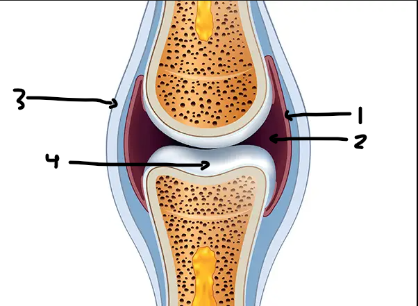 <p>what is structure 3</p>