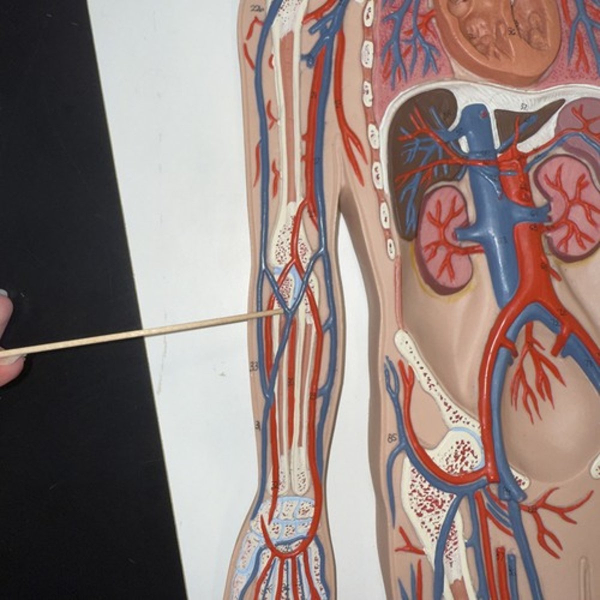 <p>Identify the structure.</p>