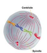<ul><li><p>Chromosomes line up across the center of the cell</p></li><li><p>Microtubules connect the centromere of each chromosome to the poles of the spindle</p></li></ul>