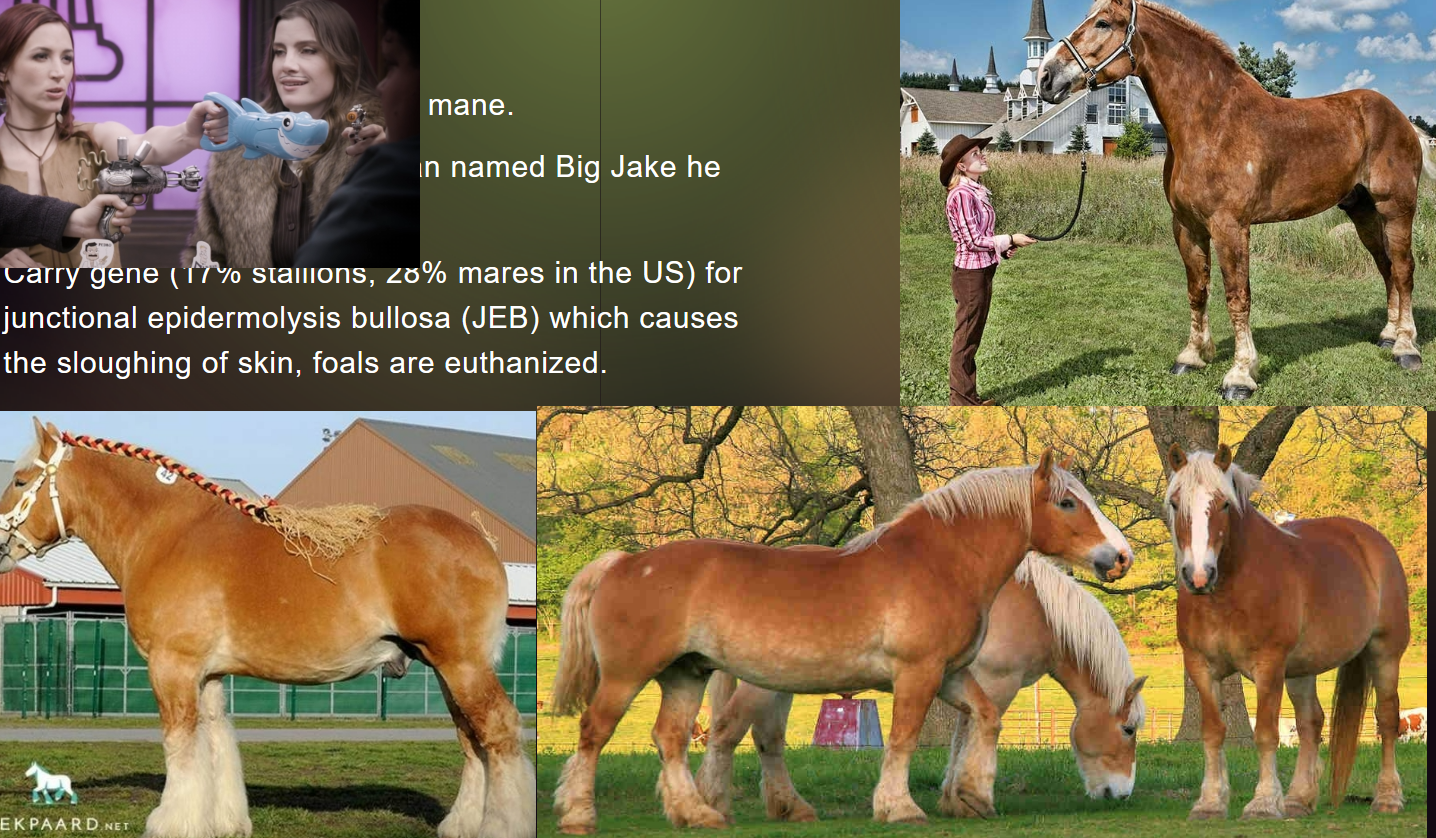<ul><li><p>draft breed</p></li><li><p>Light-red chestnut with flaxen mane</p></li></ul><p></p>