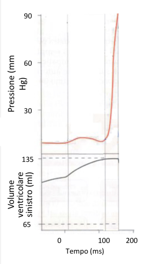<ul><li><p>durata della procedura: 50 ms</p></li><li><p>tempo tra sistole atriale e ventricolare: 100 ms</p><ul><li><p>il p.a ha raggiunto il nodo AV, fascio di Hiss e fibre di purkinje per poi propagarsi</p></li><li><p>contrazione ventricolare</p></li><li><p>aumento della pressione ventricolare</p><ul><li><p><strong><u>da 5-10 mmHg a 90 mmHg</u></strong></p></li></ul></li><li><p><strong><u>P<sub>V</sub> &gt; P<sub>A</sub></u></strong></p><ul><li><p>chiusura delle valvole atrioventricolari → <strong><u>primo tono cardiaco</u></strong></p><ul><li><p>evito che il sangue refluisca negli atri</p></li></ul></li></ul></li><li><p><strong><u>P<sub>v</sub> &gt; P<sub>AORTA</sub></u></strong></p><ul><li><p>chiusura delle valvole semilunari</p><ul><li><p>ma serve una pressione sufficiente a superare quella delle arterie! adesso non c’è</p></li></ul></li></ul></li><li><p>intanto le fibre muscolari atriali si rilassano e il sangue passa dalle vene agli atri</p><ul><li><p>aumento</p></li></ul></li><li><p><strong><u>contrazione isometrica delle fibre</u></strong></p><ul><li><p>fibre creano una forza senza generare movimento</p></li></ul></li><li><p><strong><u>contrazione isovolumica</u></strong></p><ul><li><p>volume di sangue nel ventricolo non cambia in quanto il ventricolo è isolato</p></li><li><p>rimaniamo intorno ai 135 mL</p></li></ul></li></ul></li></ul>