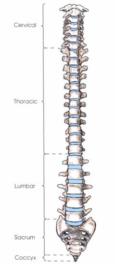 <p>The vertebral column is divided into five groups by region:</p>