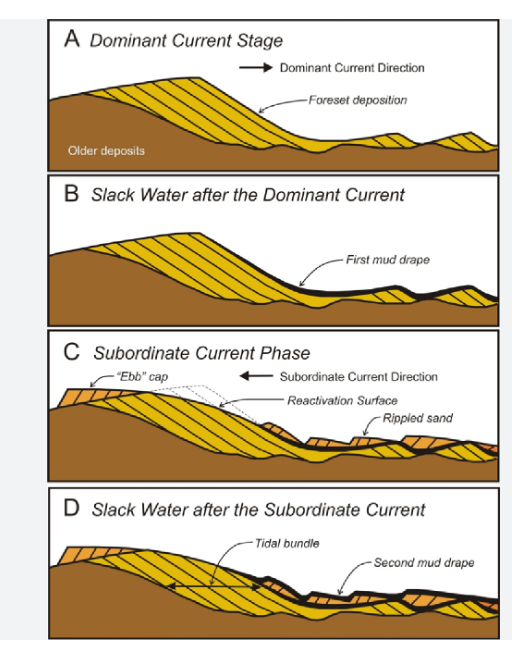 <p>Double mud drape is a depositional sedimentary structure formed during slack water conditions. As the name suggests, there are two mud drapes, one forming during the slack water conditon when the dominating current reverses its direction and the other forming when the subordinate current reverses its direction.</p><p>Reactivation surfaces may also be commonly associated with double mud drapes.</p><p>Double mud drapes are characteristic of sub-tidal environments.</p>