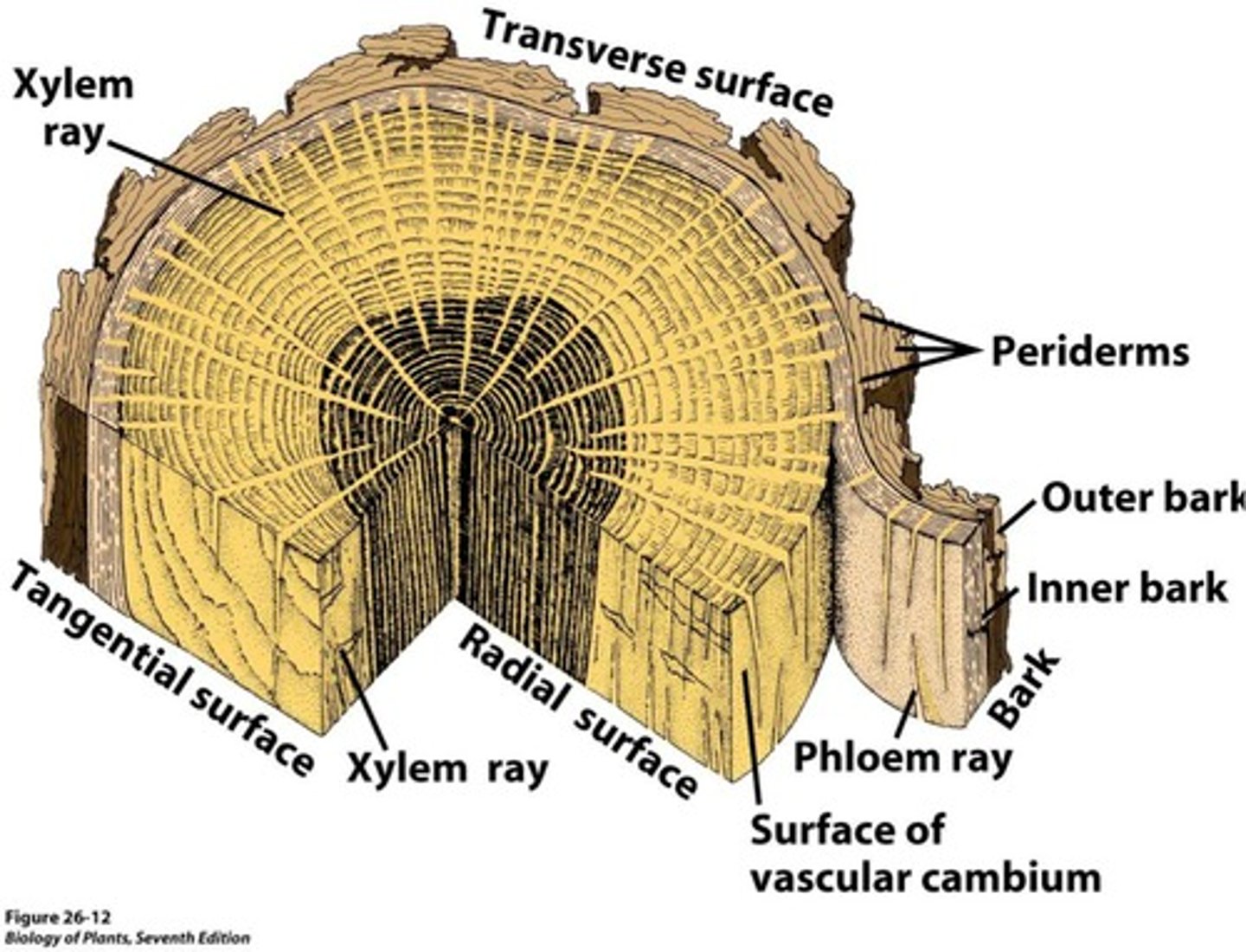 <p>Contains phloem and cortex tissue.</p>