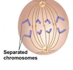 <ol><li><p>Centromeres of each chromosome separate into two</p></li><li><p>sister chromatids are now individual chromosomes</p></li><li><p>spindle fibers pull the chromosome along, towards opposite poles</p></li></ol><p></p>
