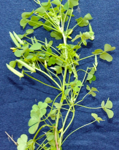 <p><span>Common yellow woodsorrel (Oxalidaceae)</span></p>