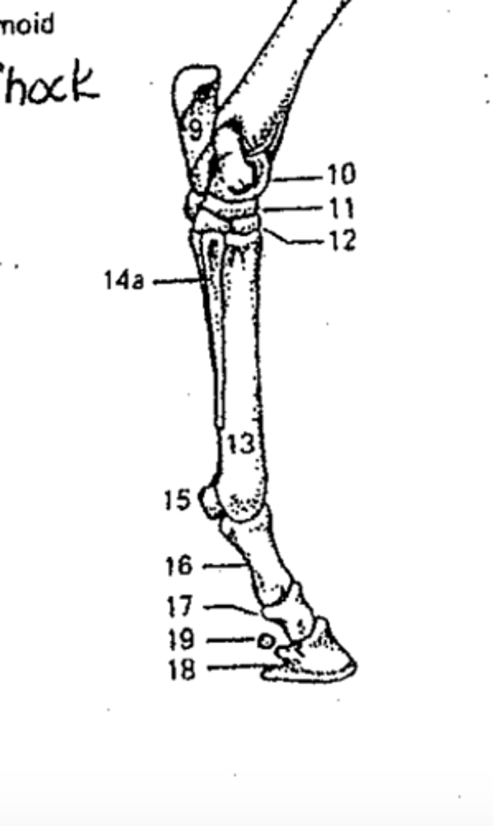 <p>Identify the structure marked #19</p>