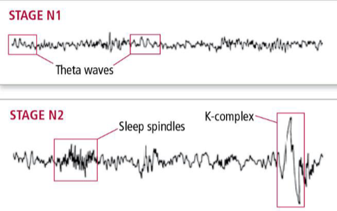 <p>theta waves</p>