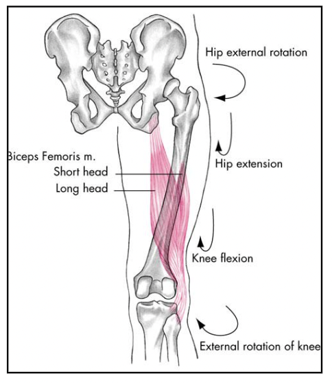 <p>knee external rotation</p><p>agonists:</p>