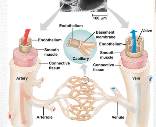 <p>what organ is it? what does it do? what system is it a part of?</p>