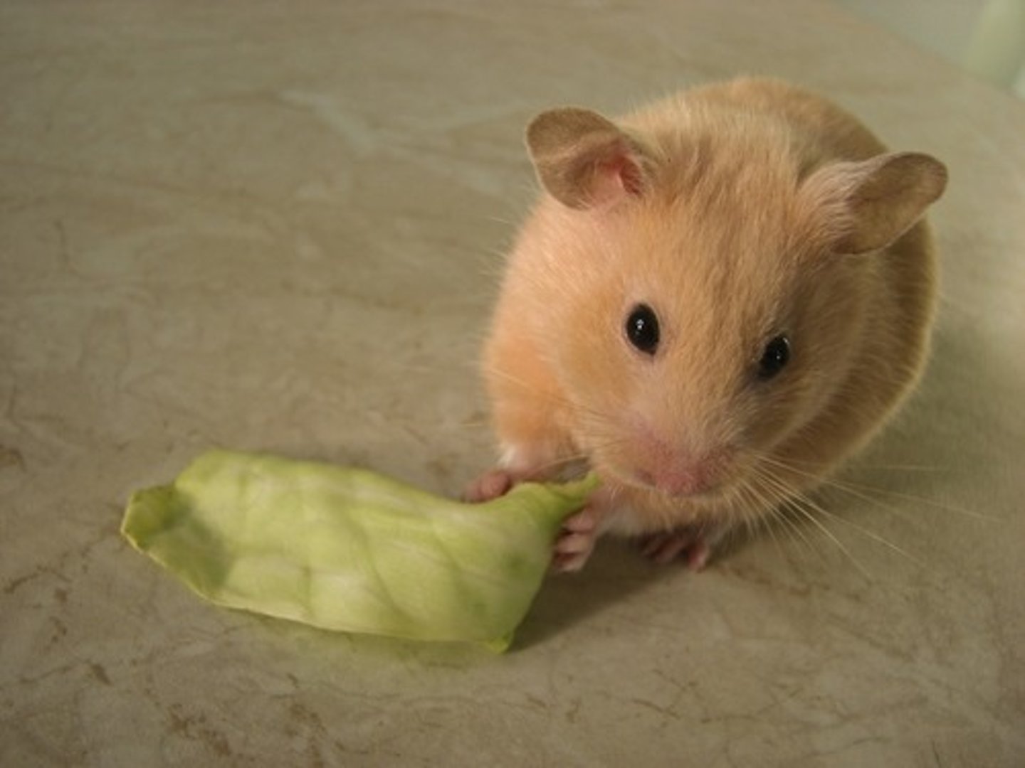 <p>hamster (habe einen...)</p>