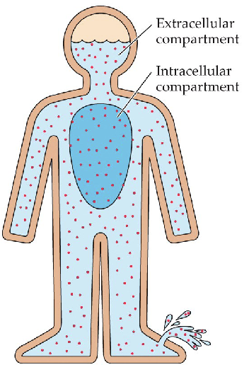 <p>Describe hypovolemic thirst</p>