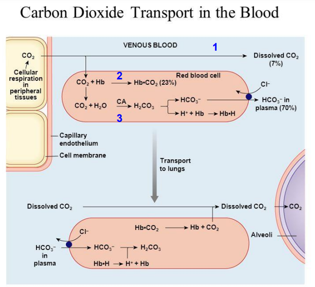 <ol><li><p>CO2 hòa tan(7%)</p></li><li><p>CO2 vận chuyển trực tiếp bằng gắn thẳng Hb(23%)</p></li><li><p>Vận chuyển gián tiếp qua Hb(70%)</p></li></ol><p></p>
