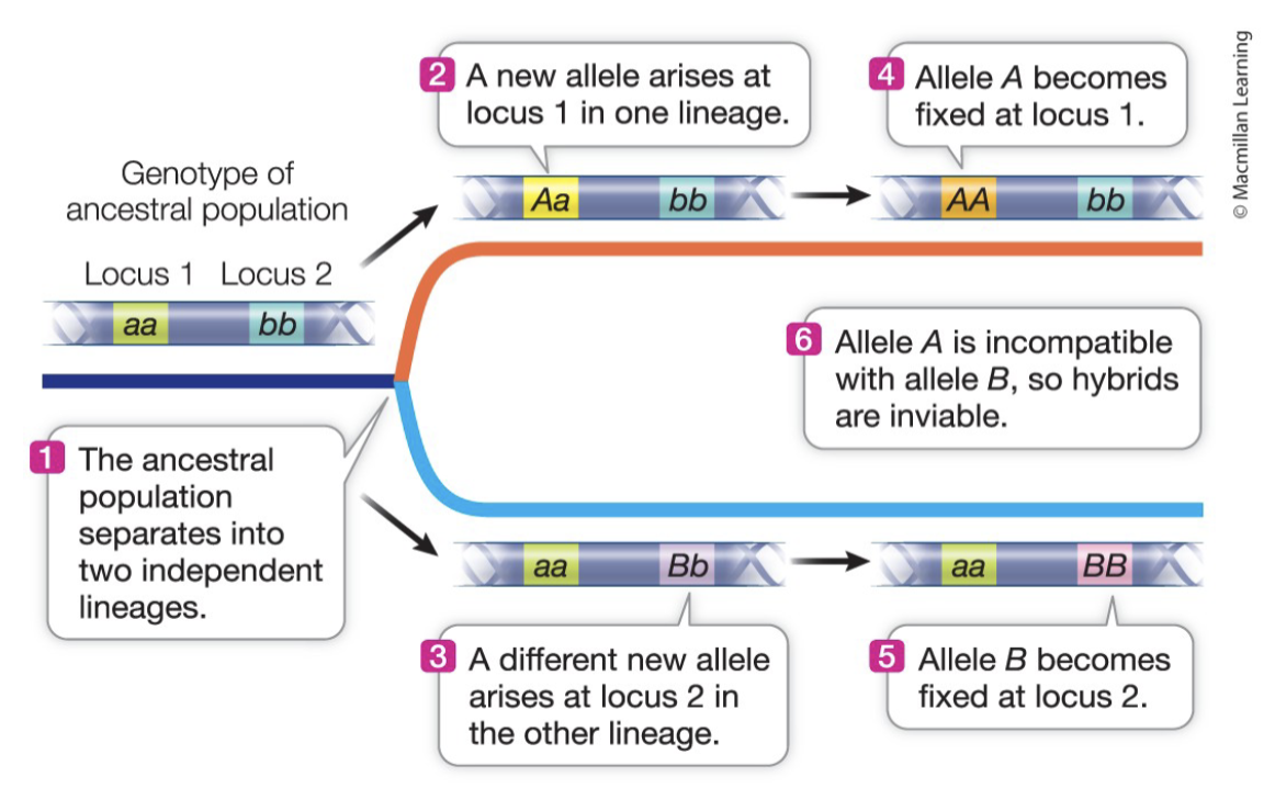<ul><li><p>explains how species become reproductively isolated</p><ul><li><p>a subdivided population evolves independently</p></li><li><p>in each lineage, new alleles become fixed at different loci, but they are incompatible</p></li></ul></li></ul><p></p>