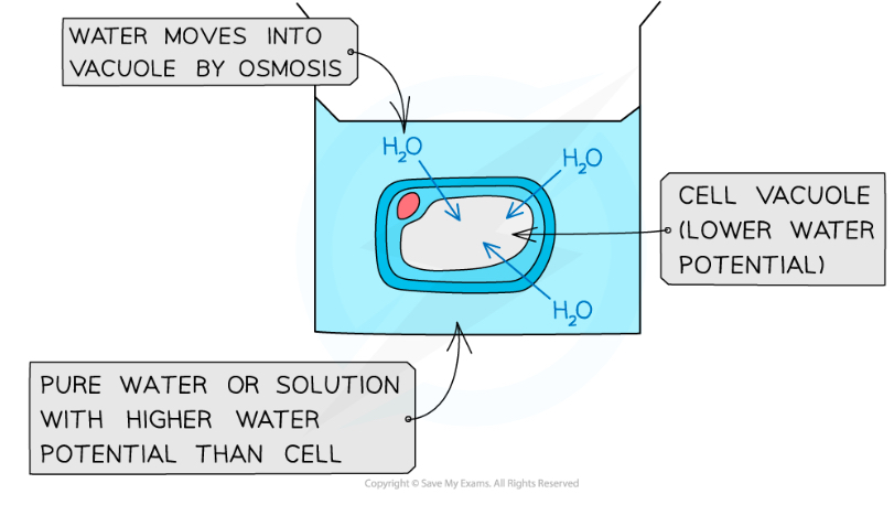 <ul><li><p>Less concentrated solution (hypotonic)</p></li><li><p><strong>Higher water potential </strong>outside the cell</p></li><li><p>Water will move <strong>into</strong> the cell’s vacuole by osmosis down the water potential gradient, increasing the <strong>pressure</strong></p></li><li><p>The <strong>protoplast</strong> (cell contents) expands, making the cell turgid</p><p></p></li></ul>