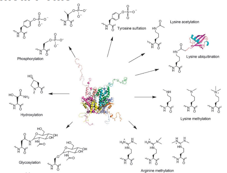 <p>phosphorylation</p><p>tyrosine sulfation</p><p>lysine acetylation</p><p>lysine ubiquitination</p><p>lysine methylation</p><p>arginine methylation</p><p>glycosylation</p><p>hydroxylation</p>
