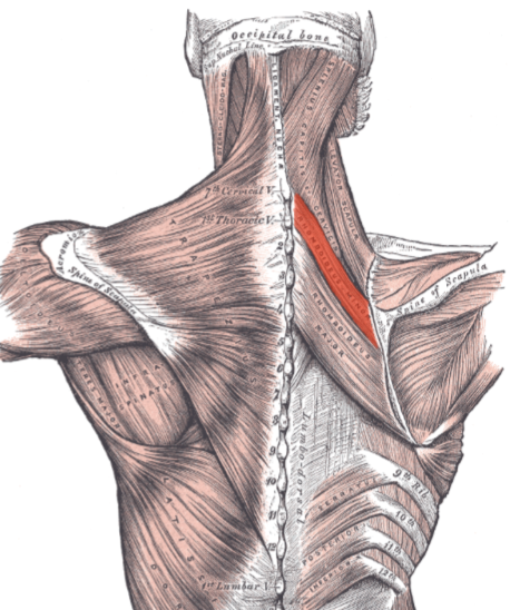 <ul><li><p>Proximal:</p><ul><li><p>Nuchal ligament</p></li><li><p>Spinous processes of C7 and T1</p></li></ul></li><li><p>Distal:</p><ul><li><p>Medial border of scapula at the root of the spine</p></li></ul></li><li><p>Action:</p><ul><li><p>Retracts scapula</p></li><li><p>Elevates and downwardly rotates scapula</p></li></ul></li><li><p>Innervation:</p><ul><li><p>Dorsal scapular nerve (C4–C5)</p></li></ul></li></ul><p></p>
