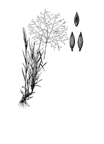 Fall Witchgrass