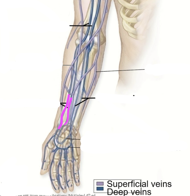 <p>vein</p>