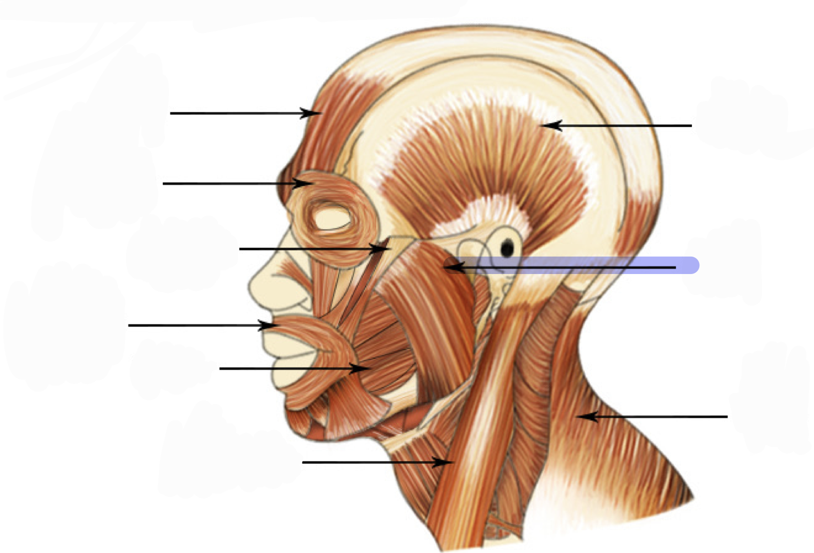 <p>Closes jaw (elevates and retracts mandible)</p>