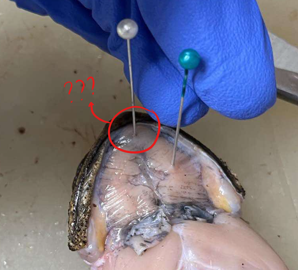 <p>a transversely oriented muscle connecting the distal mandibular tips, contributing to the formation of the floor of the buccal cavity</p>