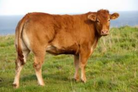 <p>What breed is this?</p>