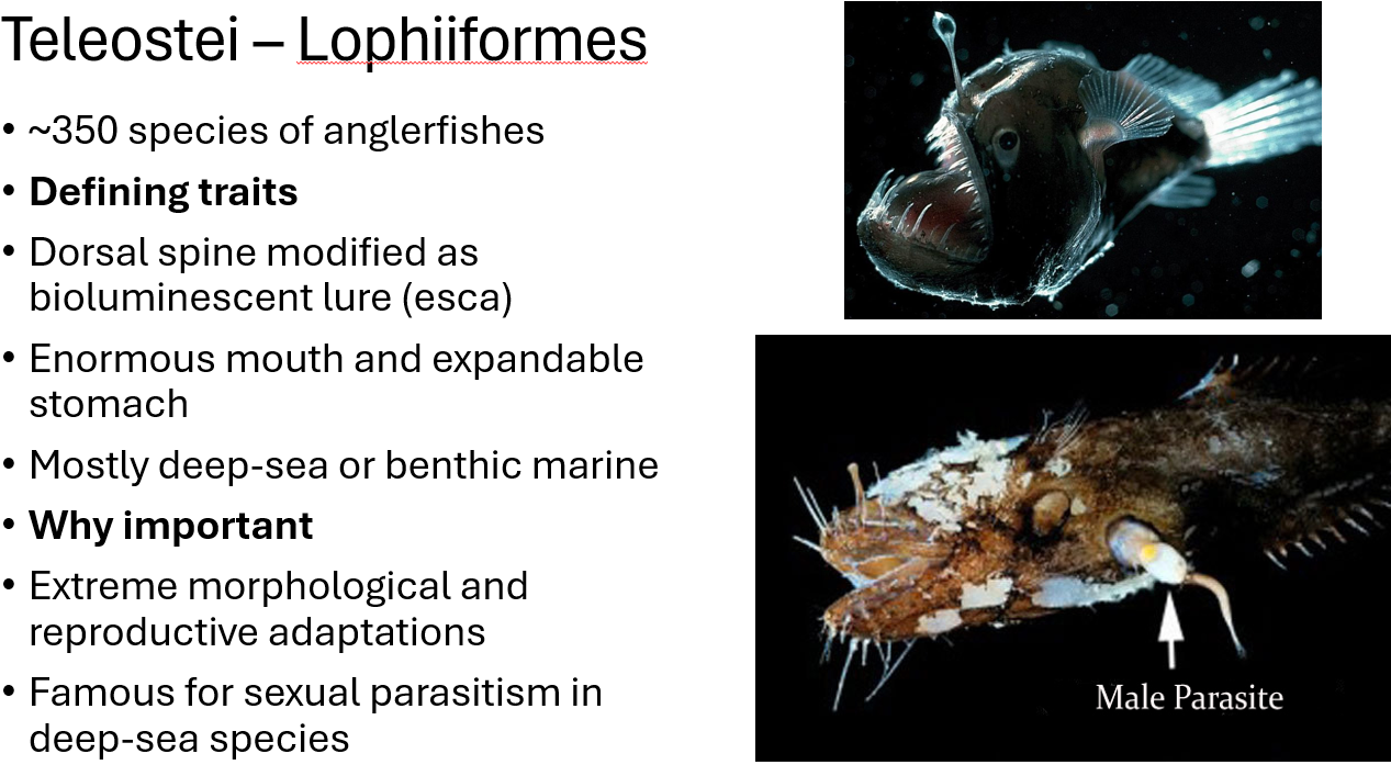 <p><span><span>•~350 species of anglerfishes</span></span></p><p><span><span>•</span><strong><span>Defining traits</span></strong></span></p><p><span><span>•Dorsal spine modified as bioluminescent lure (esca)</span></span></p><p><span><span>•Enormous mouth and expandable stomach</span></span></p><p><span><span>•Mostly deep-sea or benthic marine</span></span></p><p><span><span>•males smaller than female</span></span></p><p><span><span>•Famous for sexual parasitism in deep-sea species (males burrows head into female and releases sperm)</span></span></p>
