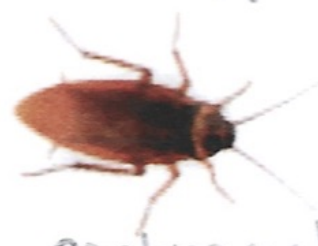 <p>ఇది ఏమిటి?</p>