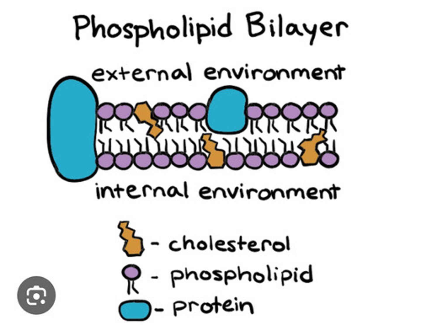 <p>the semipermeable membrane surrounding the cytoplasm of a cell.</p>