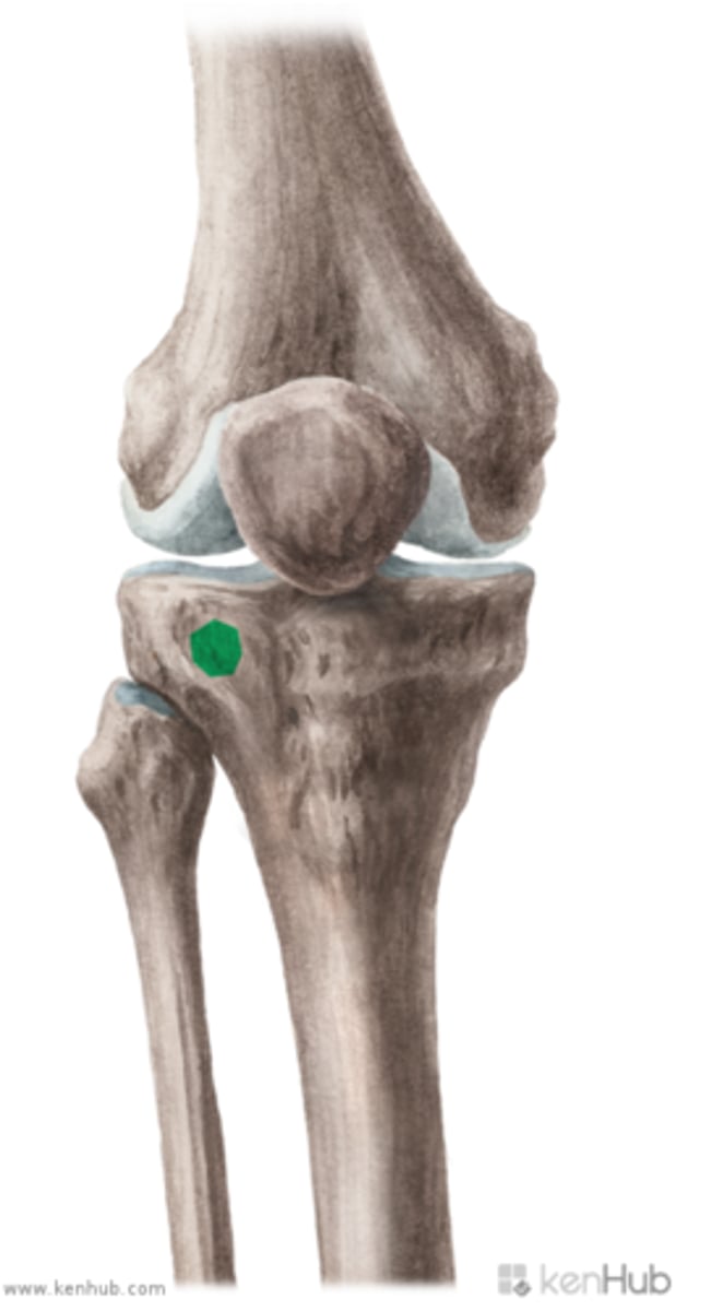 <p>superior and lateral to tibial tiberosisty.</p><p>Insertion of iliotibial band.</p>