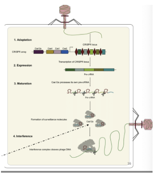 <p>Adaptation: Foreign DNA is added to the CRISPR array as a spacer</p><ul><li><p>Cas proteins recognize and integrate a piece of viral RNA into the CRISPR array (at the 3’ end of leader, but the 5’ end of entire array/leader adjacent)</p></li></ul><p>Maturation: CRISPR array is transcribed and cleaved into crRNAs</p><ul><li><p>CRISPR array is transcribed producing pre-crRNA → tracrRNA, Cas9 proteins, and Rnase III bind to pre-crRNA → pre-crRNA processed into gRNA</p></li></ul><p>Interference: Antiviral complexes cleave foreign DNA that is complementary to crRNA</p><ul><li><p>Antiviral complex scans dsDNA for PAMs + a complementary sequence to gRNA</p></li></ul><p>(for <em>S. thermophilus</em>, Cas9 is part of the antiviral complex)</p>