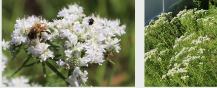 <p><span style="font-family: &quot;Gowun Batang&quot;, serif;"><strong>Narrow, needle-like leaves with clusters of small white flowers that attract pollinators.</strong></span></p>