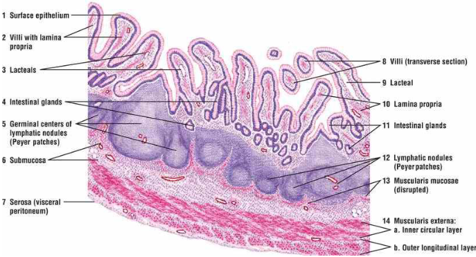 <p>where are peyer’s patches found?</p>