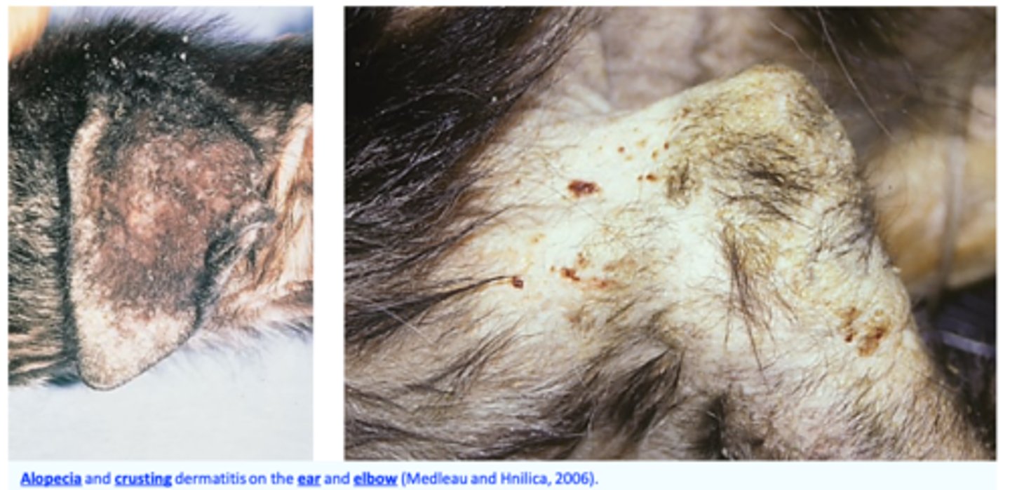 <p>Initially the pruritus is reduced and proportional to the number of mites, it becomes very intense 20-30 days after exposure because of hypersensitivity;</p>