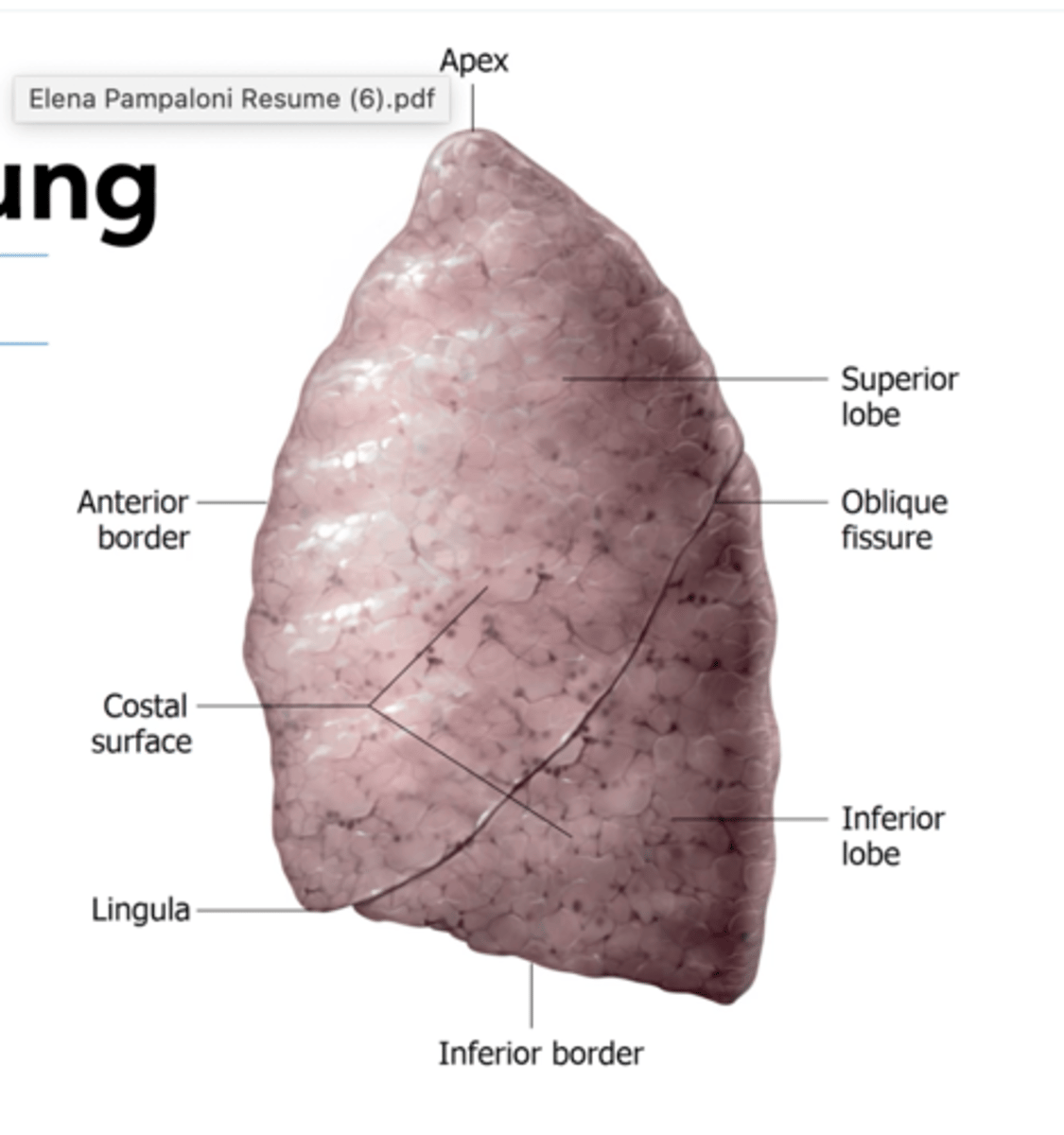 <p>2 lobes: superior and inferior</p><p>1 fissure: oblique fissure that separates the lobes</p>