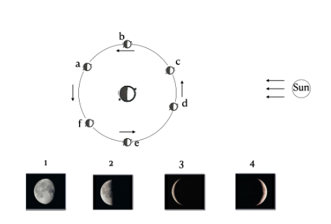 <p>The diagram above shows a view of the Earth Moon system looking down onto the north poles of the Earth and Moon with the Moon shown at several locations in it orbit. Below the diagram are four images of the Moon at different phases.</p><p>Which of the lettered positions correspond to the phase depicted in image 2?</p>