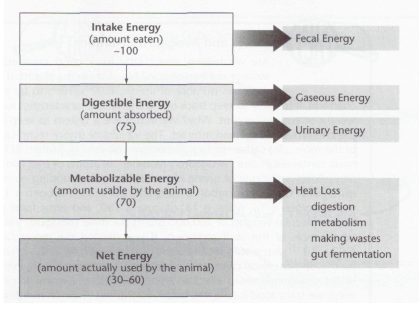 <p>What is Digestible Energy and what reduces it?</p>