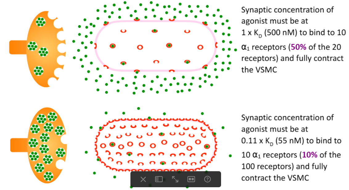 <p>How is agonist efficacy related to the number of receptors on the cell/tissue?</p>