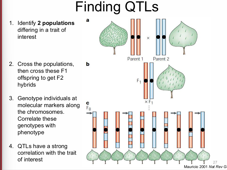 <ol><li><p>identify 2 pops with differing traits</p></li><li><p>cross the pops, then cross F1 offsprings to get F2 hybrids&nbsp;</p></li><li><p>genotype individuals at molecular markers along the chromosomes, correlate genotypes with phenotype</p></li><li><p>QTL’s have a strong correlation with the trait of interest</p></li></ol><p></p>