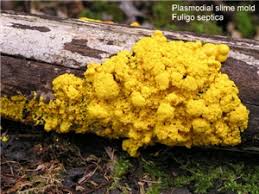 <p>amorphic protoplasm masses of slime molds </p>