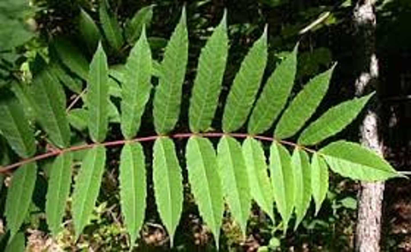 <p>Anacardiaceae Rhus glabra</p>
