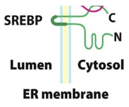 <p>sterol regulatory element-binding proteins (SREBPs) are synthesized as a transmembrane protein anchored in the ER membrane. </p>