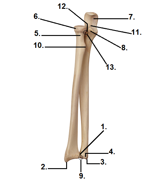 <p>What is #2? Please specify which bone this is on.</p>