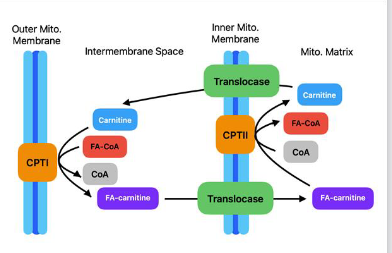 <p><strong>● CPT-I (Carnitine palmitoyltransferase I)</strong><br>○ Location: present on outer mitochondrial membrane<br>○ Function: Converts <strong>FA-CoA to FA-Carnitine</strong><br>○ RLS: CPT-I is the rate-limiting step of β-oxidation<br>○ Regulation: Inhibited by malonyl-CoA.</p><p><strong>● CPT-II (Carnitine palmitoyltransferase II)<br></strong>○ Location: Present on outer mitochondrial membrane<br>○ Function: <strong>Converts FA-carnitine to FA-CoA(Opposite of CPT-1)</strong></p>